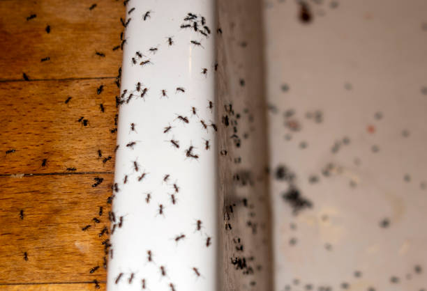 Professional Pest Control in Bennett, CO